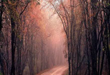 [天下足球]凯恩继续进球 拜仁一球小胜科隆.